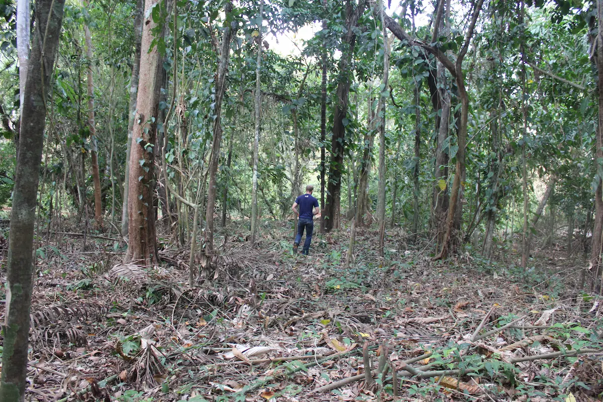 Bosque en el 2015